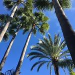 In Palm Tree Plantation, Near The Beach. Villa *