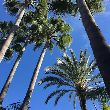 In A Palm Tree Plantation * Marbella